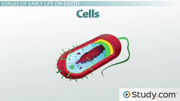 Theory of Life | Overview & Experiments