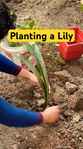 Planted Lily plant today #lilyplant #plantcare #plantlovers #shorts