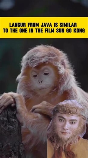 Langur from Java is similar to the one in the film Sun Go Kong #viralvideo #shortsfeed #animals