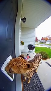 Guard Dog Scares Off Cheetah Visitor Westerville, Ohio — October 28, 2023 A quiet suburban morning took a wild turn when a family’s doorbell camera captured a shocking encounter between their pet dog and an escaped cheetah that had wandered onto their front porch. The startling footage, recorded Saturday, shows the large feline cautiously approaching the home’s front door and sniffing at a pet door. Seconds later, the family’s beagle mix, Max, shoots out of the flap with surprising force, unleas