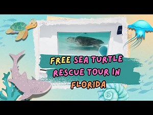 FREE Sea Turtle Rescue Tour 🐢 | Loggerhead Marinelife Center, Juno Beach Florida - Kid Approved Fun