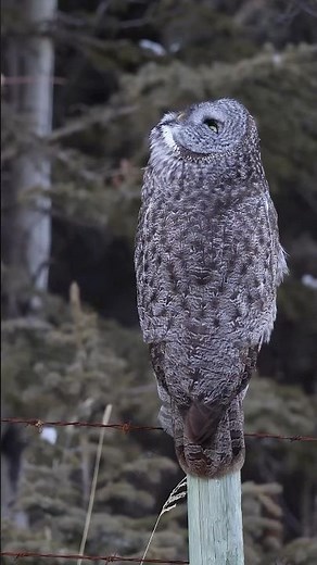 Great Gray Owl Hunting #wildlifephotography #birdphotography #owl