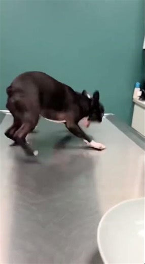 Dramatic Boston Terrier Goes Full Gremlin Over Vet Needle