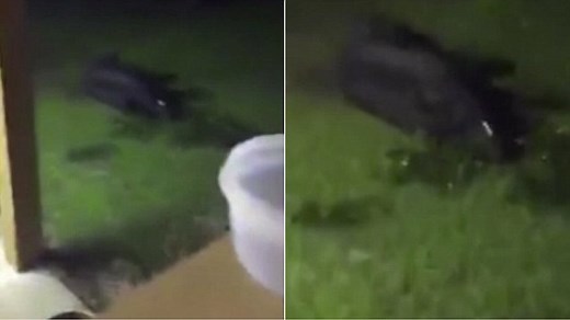 Massive 820-pound feral hog writhes in pain after being shot | Daily Mail Online