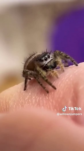 Identify this cute jumping spider species
