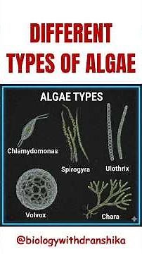 Different Types of Algae 🌿#Algae #differenttypes #of #algae #chara #neetpreparation #biology