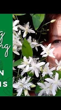 How to Quickly Spring Clean Sweet Autumn Clematis Tutorial Video • Growing Home Gardening #clemtatis