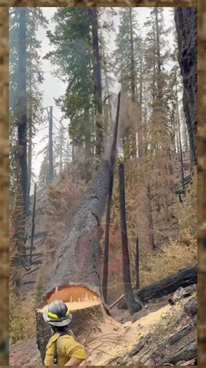 Big and Tall Dead Tree Cut Down by Female Logger cutting trees | Full Safety Gear
