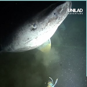 This underwater camera captured a 500-year-old Greenland shark 😱 | UNILAD Adventure