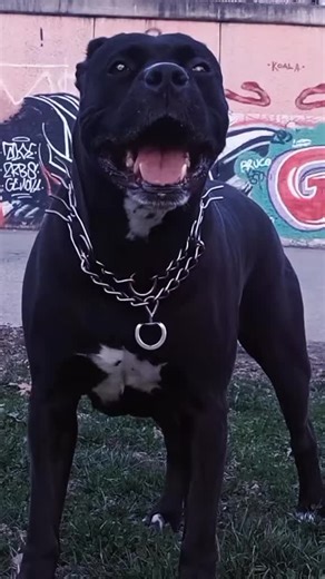 #bandog #guarddog 🔝