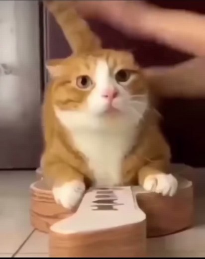 dont ask if this is real because i was the guitar |blacklightghost| #cat #catsoftiktok #meow #fyp #cats