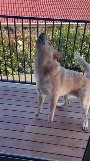 This is why we made the Patio Pet Door.