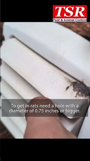 This Is How Rats Sneak Into Houses - Let me show you two of the most common rat entry points