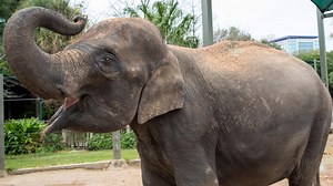 The Houston Zoo is expecting a big delivery this spring – a baby elephant!
