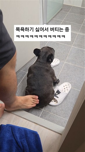 풀버전은 피드에ㅎ #프렌치불독 #강아지일상 #반려견 #애개육아 #frenchbulldog