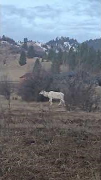 WHITE Elk!