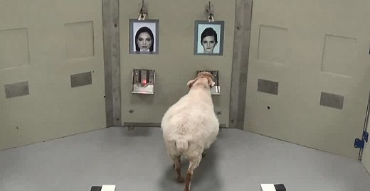 Sheep are able to recognise human faces from photographs
