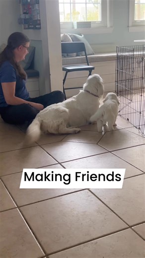 67K views · 2.2K reactions | Teaching puppies to meet big dogs with confidence and good social skills is an important part of the introduction to basic training. #puppersofig #englishcreampuppy #goldentreasureskennel #training #englishcreamgoldens #furbaby #puppylover #puppyplay #puppytraining #goodvibes | Golden Treasures Kennel | Facebook