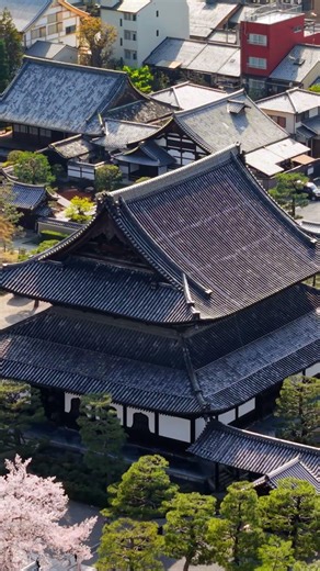 【4K】日本の春、桜の息吹 🌸 | 癒しの空中散歩 | Sora Piano #Shorts #桜 #春