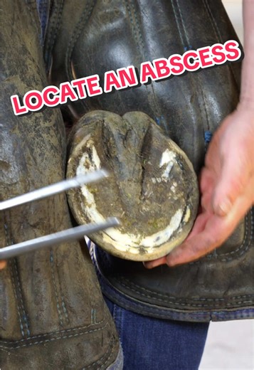How to Locate and Treat an Abscess in Horses
