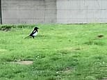 Rat leaps at magpie before it is chased off by another bird