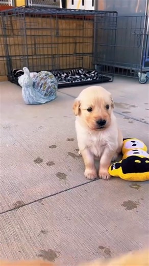 99K views · 6.8K reactions | A glimpse into puppy pre-k day for these 4 week old little golden lab crosses at Guide Dogs of America  | Dog Bless You | Facebook