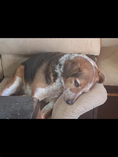 Sorteo para la cirugía de Miko de @Salvando huellas con alma🐾 Para participar ponte en contacto con Asen vía WhatsApp en el 635962460. Por sólo 2 🐾 pueden tocarte estos dos magníficos regalos y además estás colaborando con #salvandohuellasconalma Gracias por compartir. #nuevosorteo #auricularesinalambricos #bolso #miko