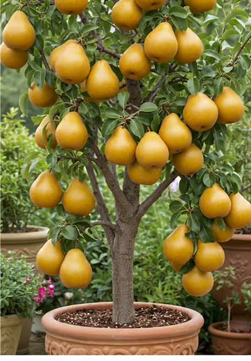 Growing Pear Trees from Fruit: A Complete Guide