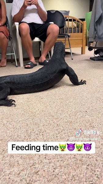 Meet Zorro's Oldest Brother's New Girlfriend: A Dragon-Like Reptile! 🐉🦎