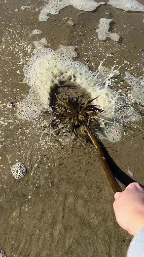 Popping Sea Bubbles: The Natural Wonder of Algae Blooms