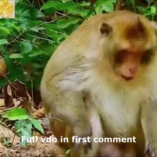 11K views · 168 reactions | The skinny monkey went near the monkey father, and was slapped very hard by the monkey father. 沈沈 Check full story in first comment | Cute monkey family | Facebook
