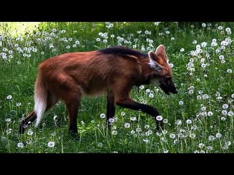 Maned Wolf sound | In the wild | Nature