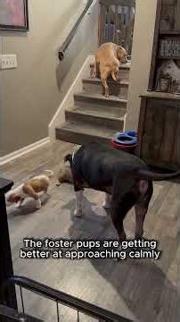 Drill Sergeant mode activated! #hunk #drillsergeant #funnydog #tapdance #puppy #fosteringsaveslives