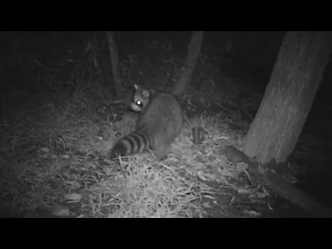 Raccoon gets caught in trap