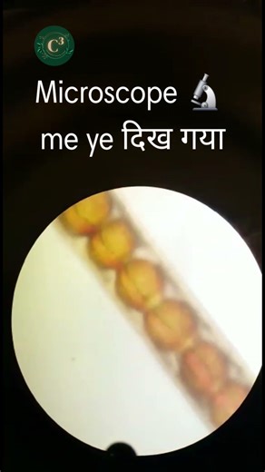 macroorganism under microscope 🔬 open circulatory system