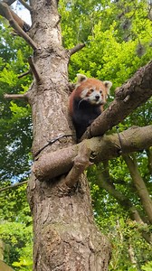 6.7K views · 66 reactions | Discover the wild wonders of Edinburgh Zoo! Home to over 1,000 animals, they are not just a top visitor attraction but also champions of wildlife conservation. From breeding programs to wildlife gardens, they are dedicated to preserving endangered species, like the red pandas. Edinburgh Zoo #EdinPhoto #ForeverEdinburgh | Visit Edinburgh | Facebook