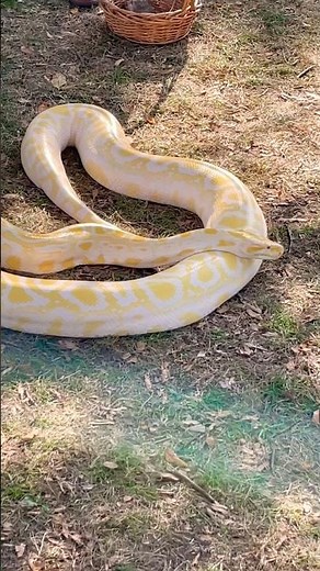 {An Adorable White & Yellow Python} #snake #python #animals #reptiles