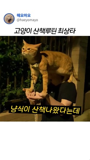 고양이 산책루틴 최상타