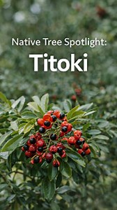 Native Tree Spotlight: Titoki 🌳 Titoki is a hardy lowland forest tree, known for its glossy leaves and striking red fruit with black seeds — a quiet standout in Aotearoa’s native forests. ✨ Fun fact: Titoki evolved to thrive in warm, lowland environments and produces oil-rich seeds, which helped early Māori and wildlife alike. The fruit’s bold colouring is thought to attract birds for seed dispersal. 🪵 Cultural kōrero: Titoki was valued by Māori for its strong timber, traditionally used for to