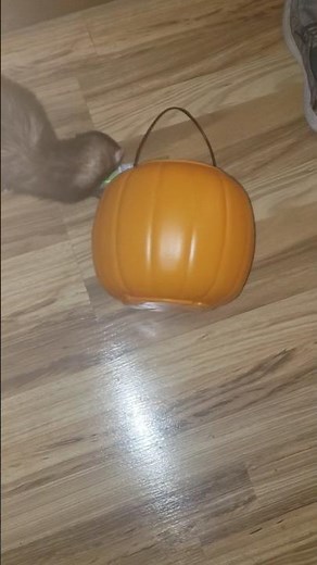 Halloween special! Milo reacts 😍