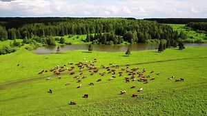 Horses, Herd, Animal. Free Stock Video