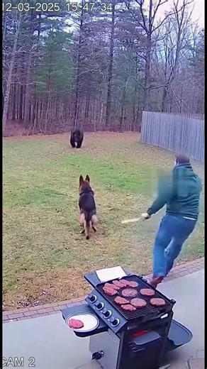 A German Shepherd Saved His Owner from a Bear Attack #shorts