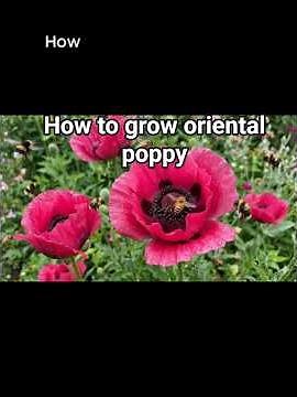 How to grow Oriental poppy Watermelon. Growing instruction enclosed.