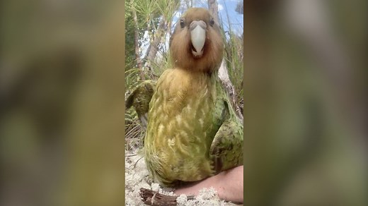 New Zealand crowns chubby cute parrot bird of the year