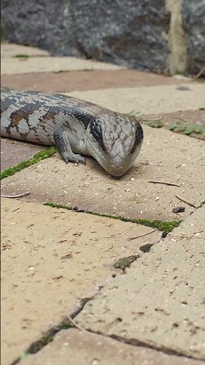 Blue Tongue Lizard Shows Its Bright Blue Tongue | Australian Wildlife