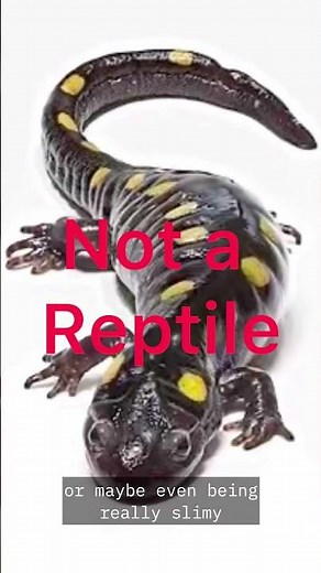 Does this lizard have scales?