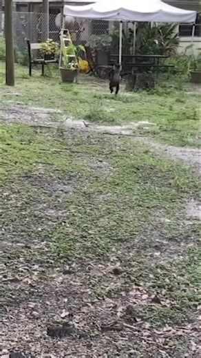 Montage of animals at C.A.R.E. #tiger #bigcats #monkey #reptiles #animalrescue | The CARE Foundation