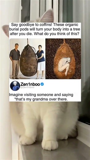 Say goodbye to coffins! These organic burial pods will turn your body into a tree after you die.