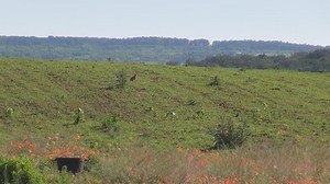 Wild Rabbit Runs On Field Stock Footage Video (100% Royalty-free) 2480504 | Shutterstock