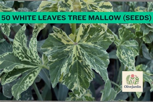 50 Variegated Tree Mallow Seeds – Lavatera Arborea – Ornamental Flower - Etsy